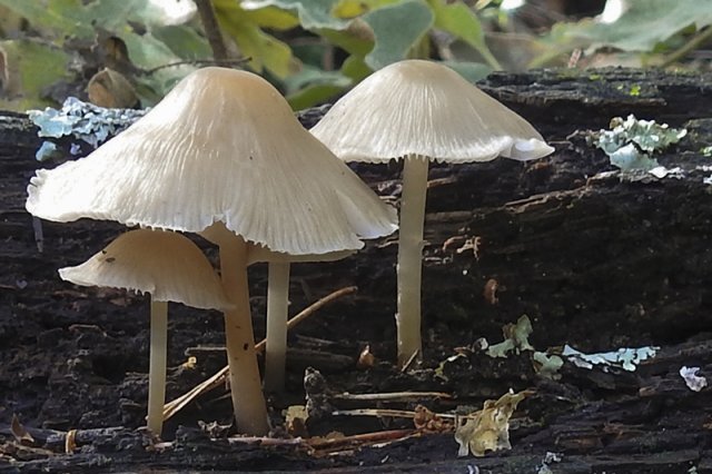 Mycena galericulata